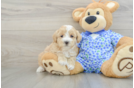 Cute Maltipoo Baby