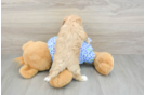 Maltipoo Pup Being Cute