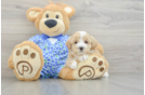 Popular Maltipoo Poodle Mix Pup
