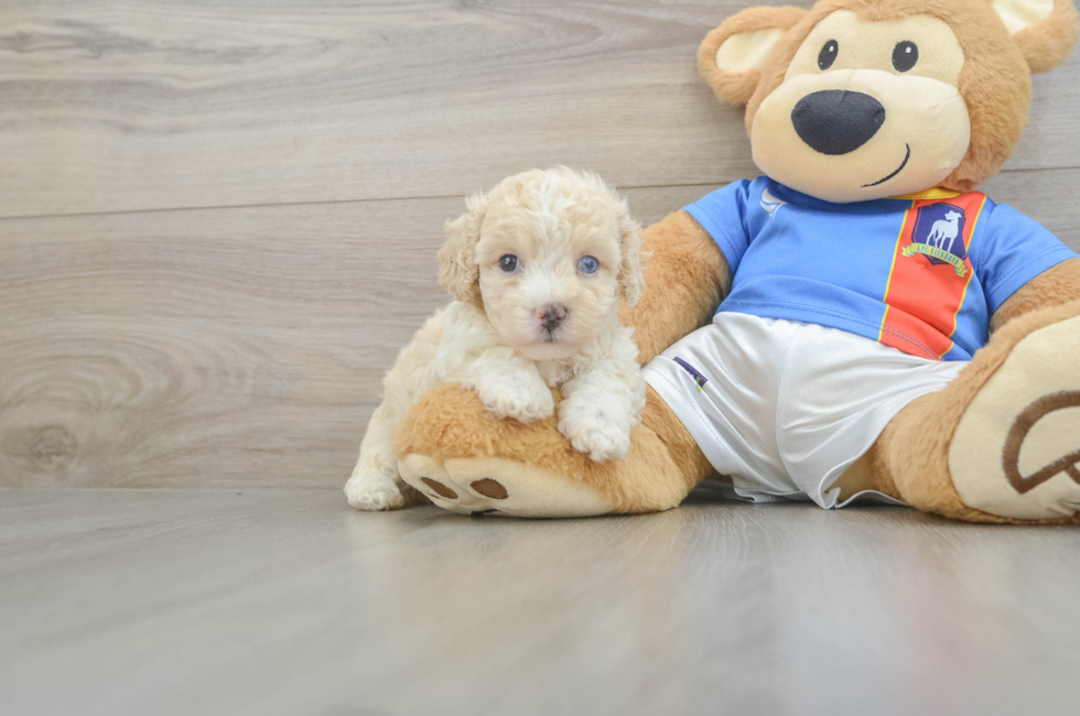 5 week old Maltipoo Puppy For Sale - Simply Southern Pups
