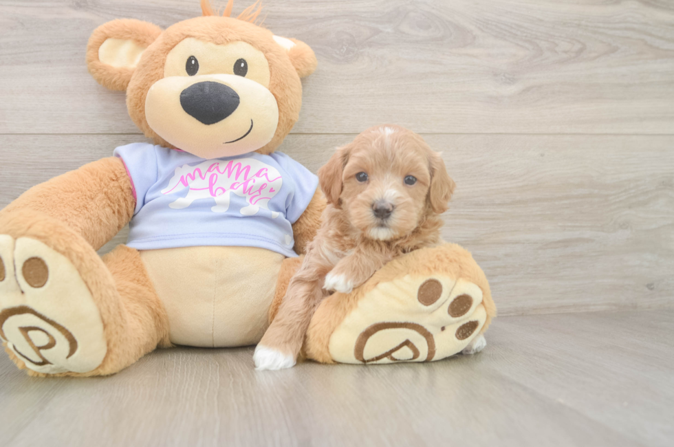 5 week old Maltipoo Puppy For Sale - Simply Southern Pups