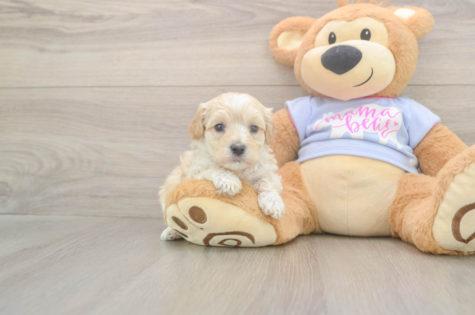 5 week old Maltipoo Puppy For Sale - Simply Southern Pups
