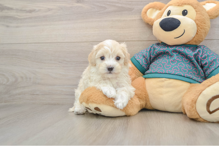 Fluffy Maltipoo Poodle Mix Pup