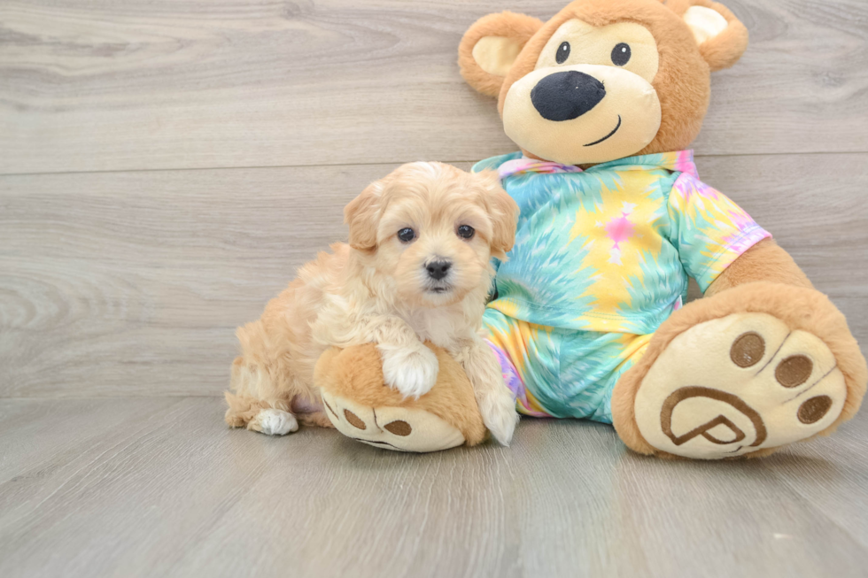 Playful Maltese Poodle Poodle Mix Puppy