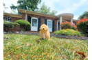 Maltipoo Puppy for Adoption
