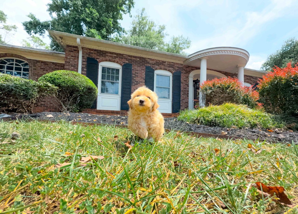 Maltipoo Puppy for Adoption