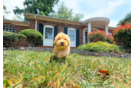 Maltipoo Pup Being Cute