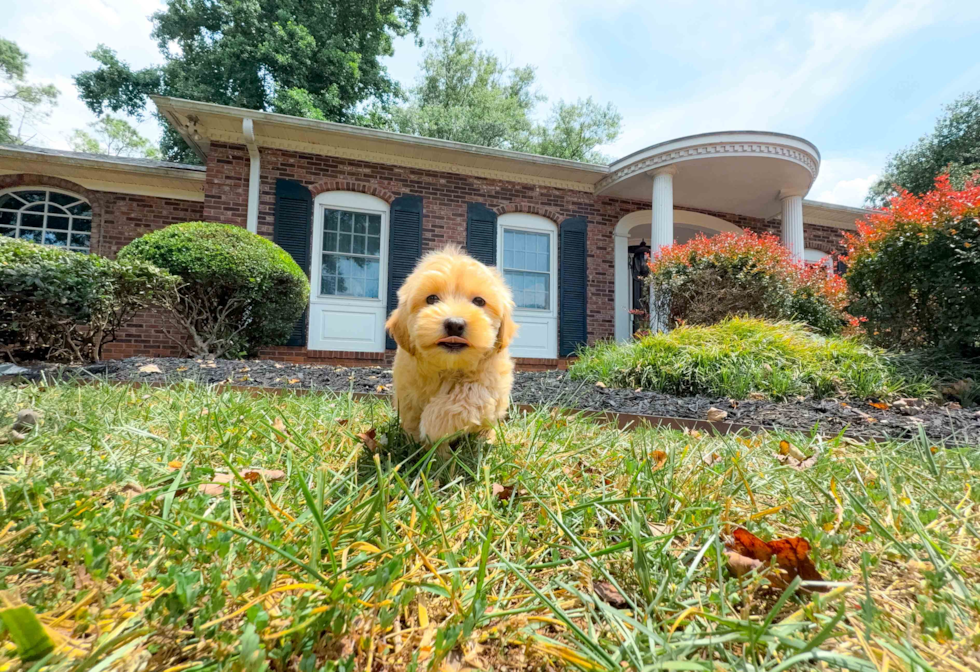 Maltipoo Pup Being Cute