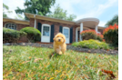 Maltipoo Pup Being Cute
