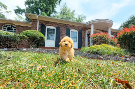 Maltipoo Pup Being Cute