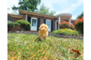 Maltipoo Pup Being Cute
