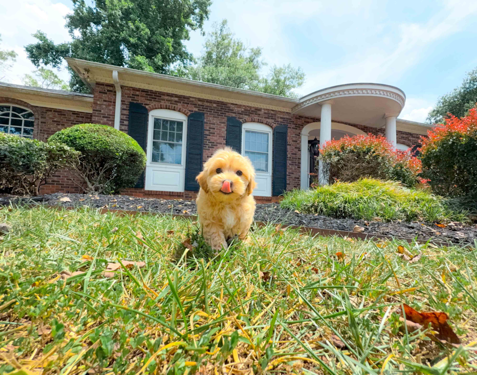 Maltipoo Pup Being Cute