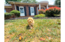 Cute Malt a Poo Poodle Mix Puppy
