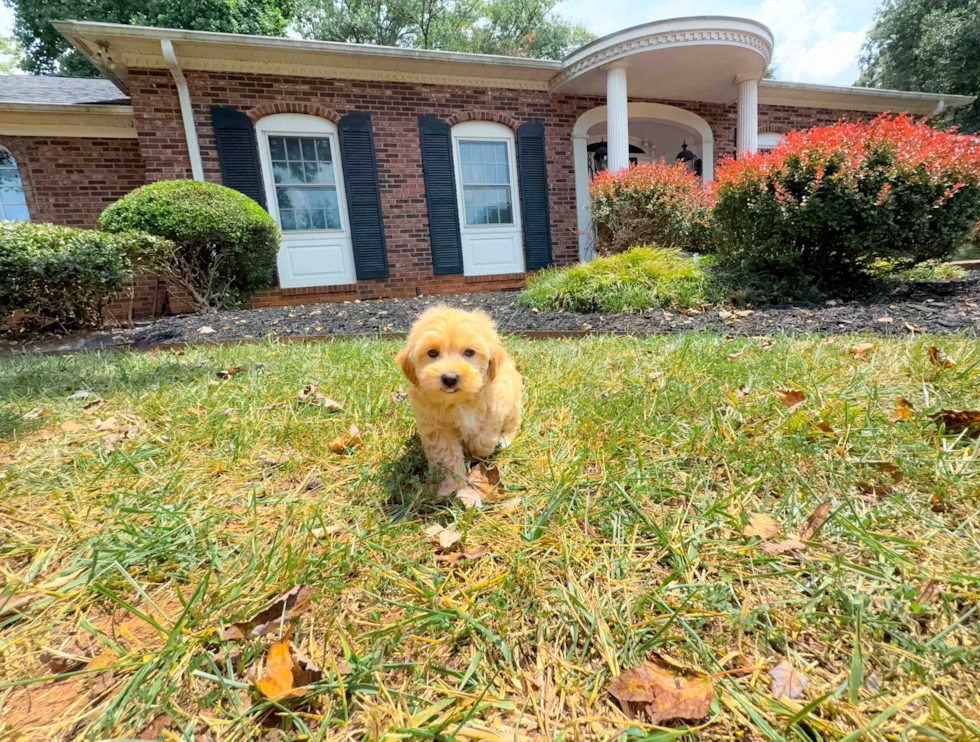Cute Malt a Poo Poodle Mix Puppy
