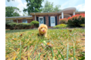 Maltipoo Puppy for Adoption