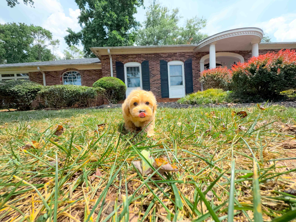 Maltipoo Puppy for Adoption