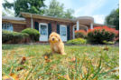 Cute Maltipoo Poodle Mix Pup