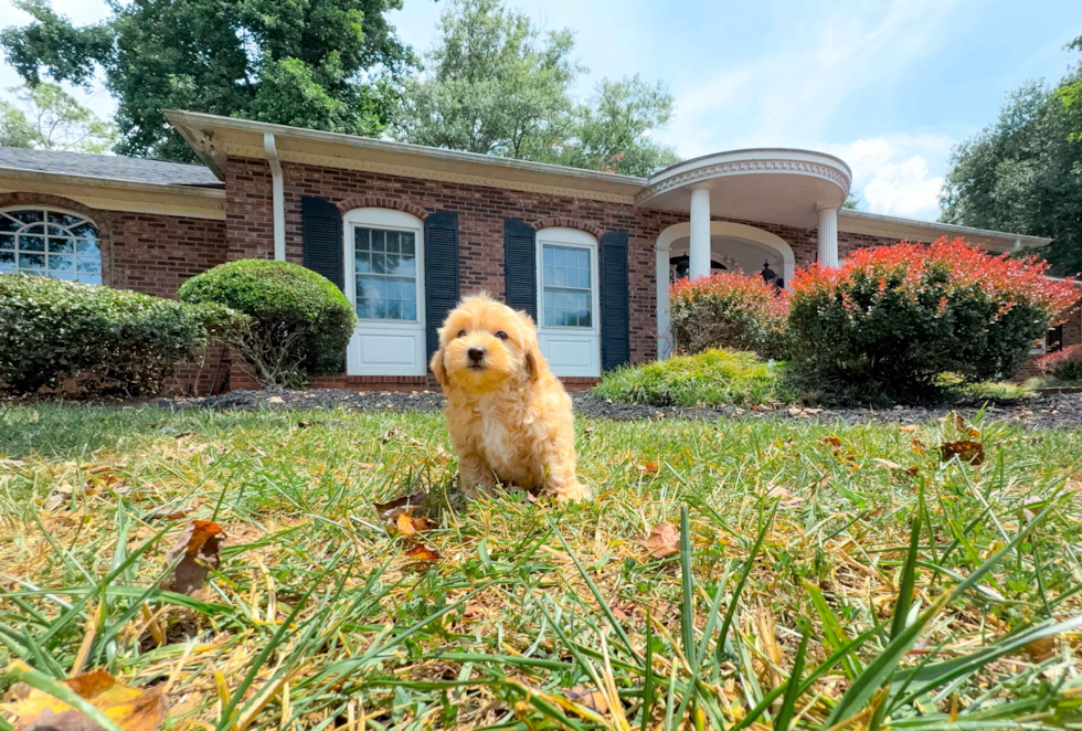 Cute Maltipoo Poodle Mix Pup