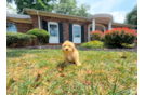 Maltipoo Puppy for Adoption