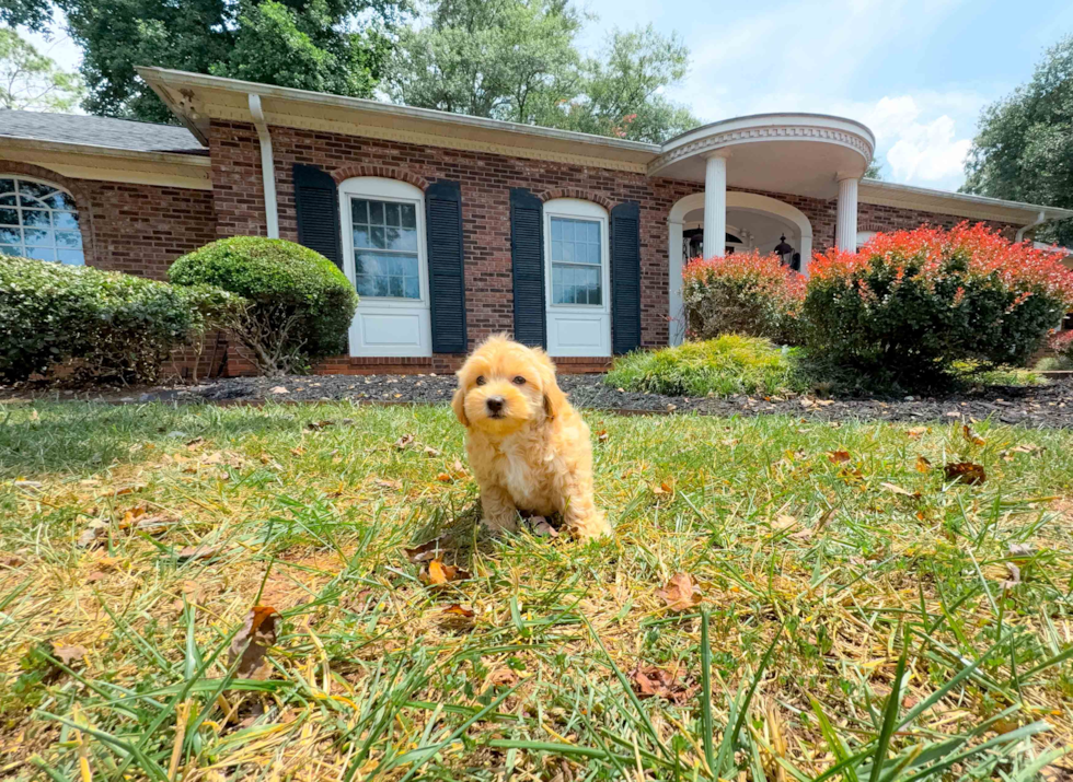 Maltipoo Puppy for Adoption
