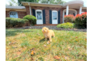 Maltipoo Puppy for Adoption
