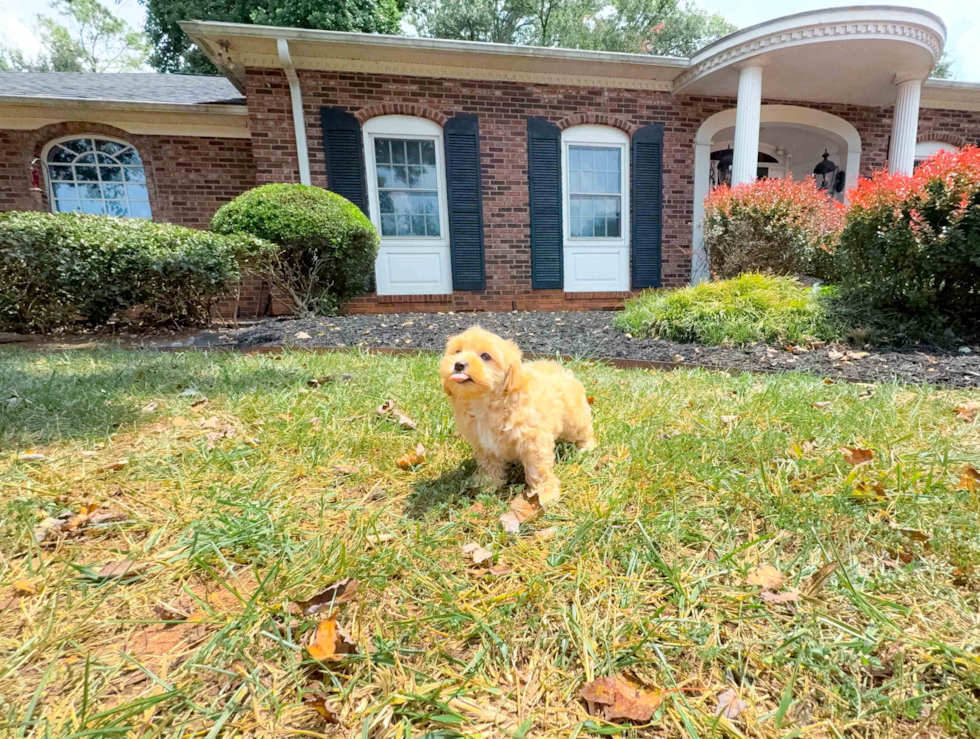 Maltipoo Puppy for Adoption