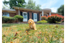 Cute Maltipoo Baby