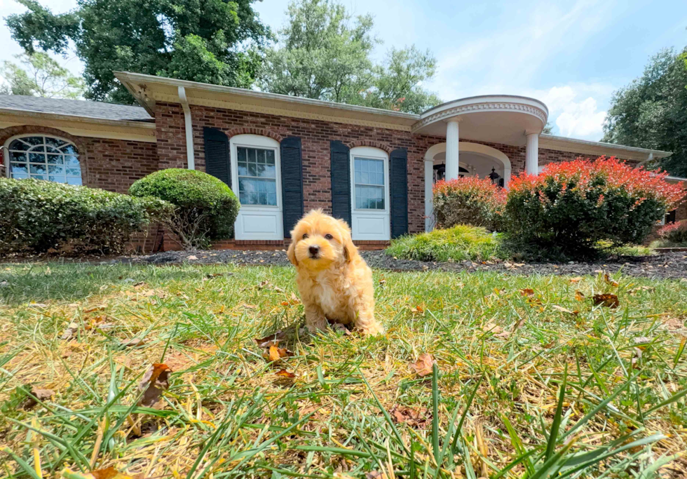 Cute Maltipoo Baby