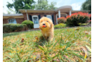Cute Maltipoo Poodle Mix Pup