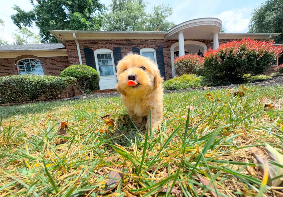 Cute Maltipoo Poodle Mix Pup