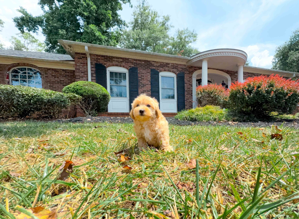 Best Maltipoo Baby