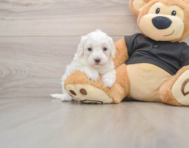8 week old Maltipoo Puppy For Sale - Simply Southern Pups
