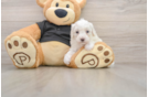 Friendly Maltipoo Baby