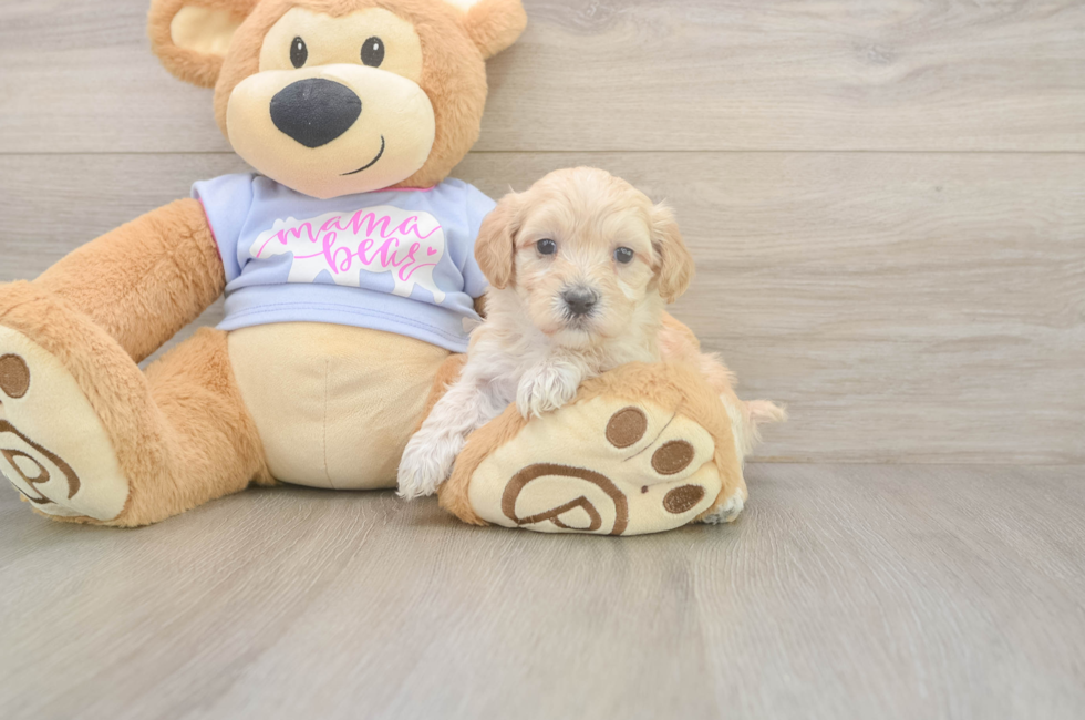 5 week old Maltipoo Puppy For Sale - Simply Southern Pups