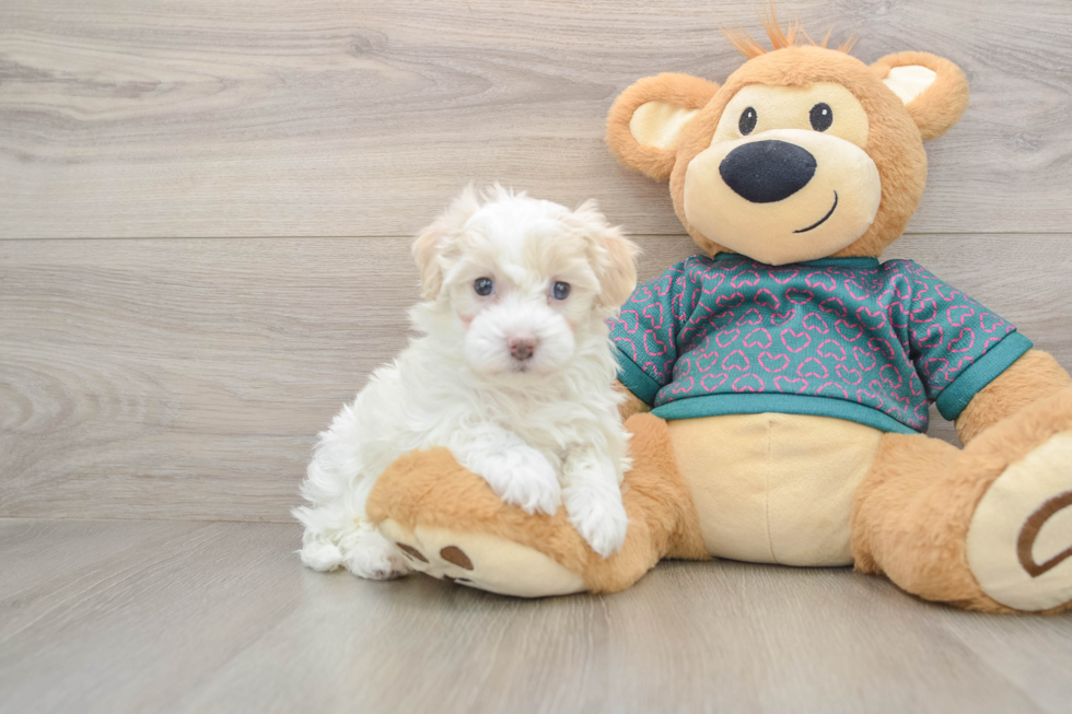 Happy Maltipoo Baby