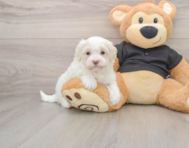 7 week old Maltipoo Puppy For Sale - Simply Southern Pups