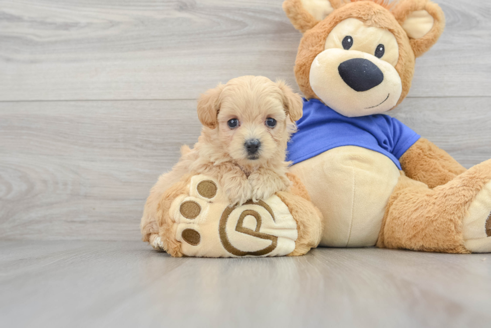 Funny Maltipoo Poodle Mix Pup