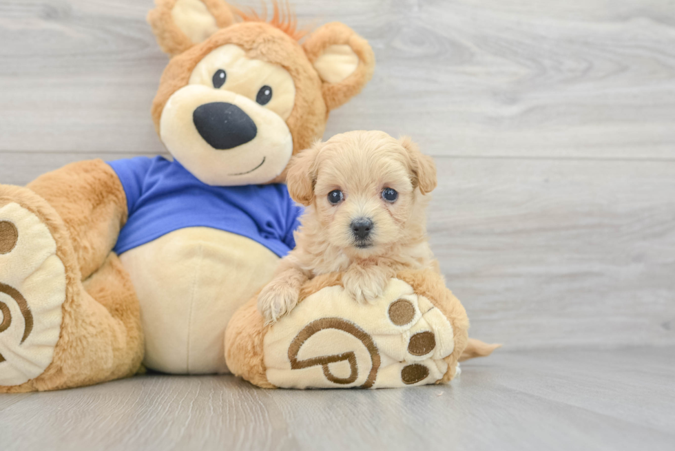 Maltipoo Puppy for Adoption