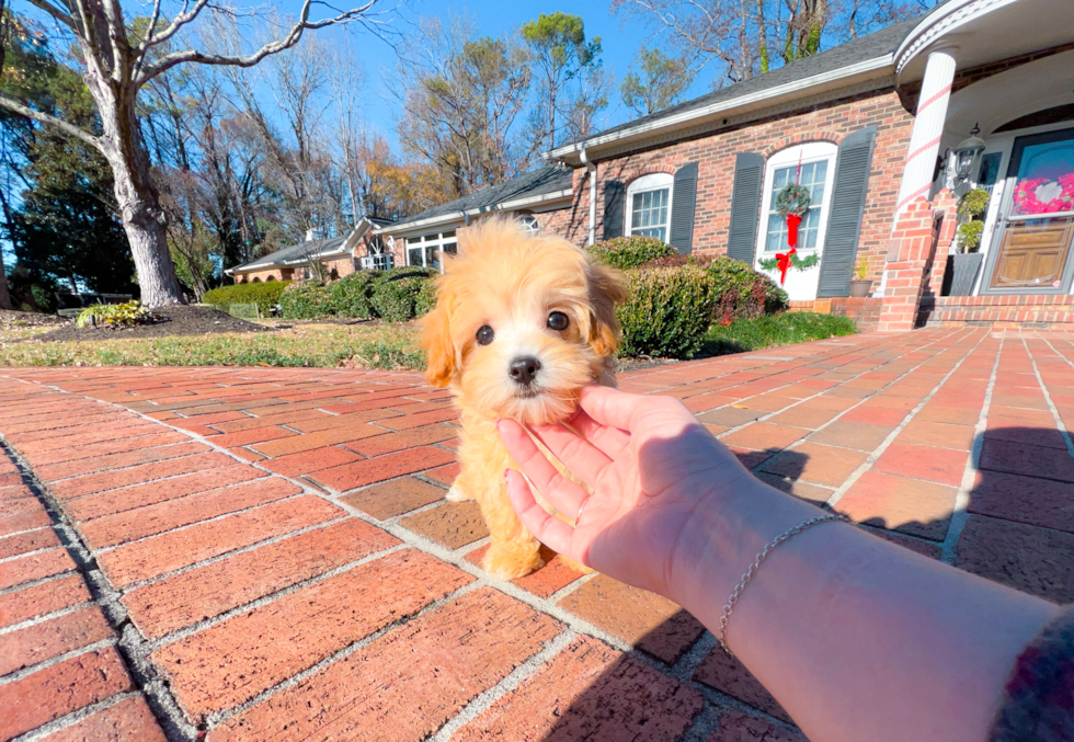Maltipoo Pup Being Cute