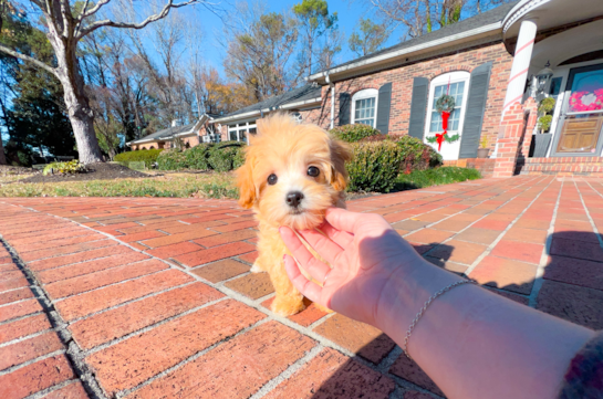 Maltipoo Pup Being Cute