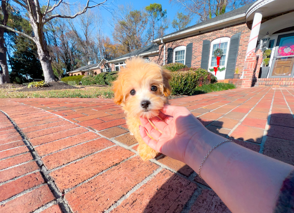 Best Maltipoo Baby