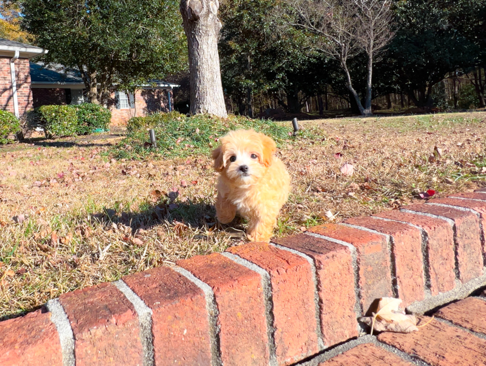 Cute Maltese Poodle Poodle Mix Puppy
