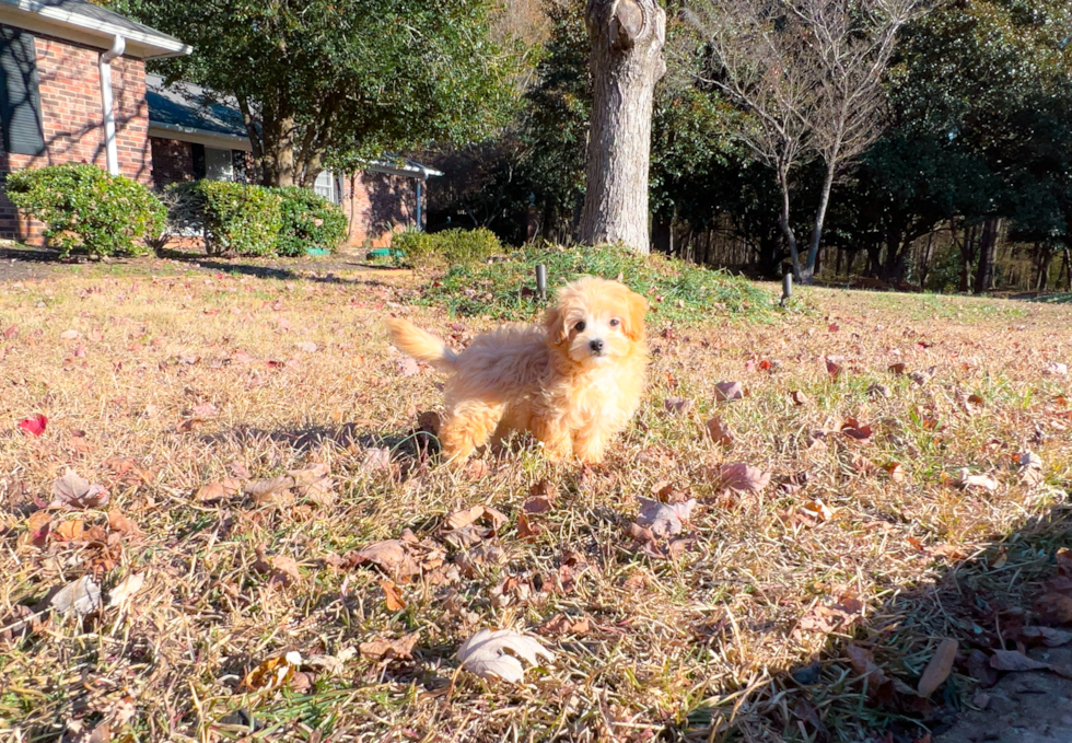 Cute Maltipoo Poodle Mix Pup