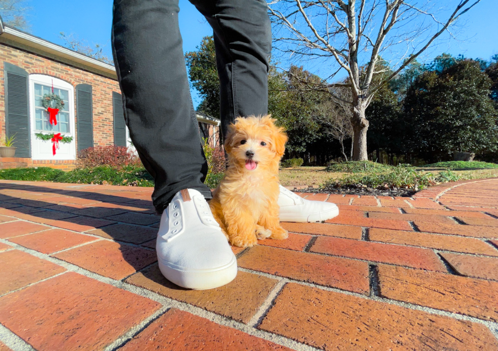 Maltipoo Pup Being Cute