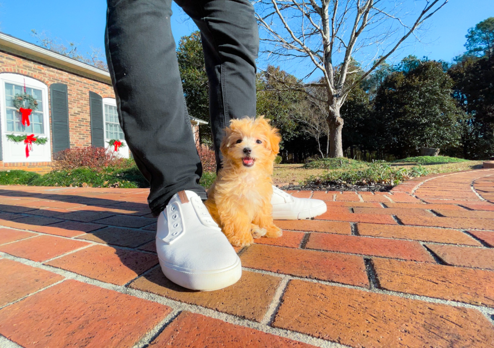 Cute Maltipoo Poodle Mix Pup