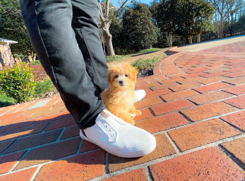 Cute Maltepoo Poodle Mix Puppy