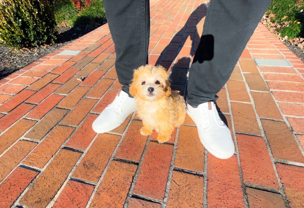 Maltipoo Pup Being Cute