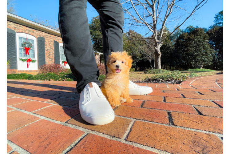 Cute Maltepoo Poodle Mix Puppy