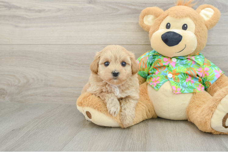 Hypoallergenic Malt a Poo Poodle Mix Puppy