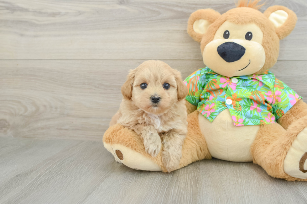 6 week old Maltipoo Puppy For Sale - Simply Southern Pups